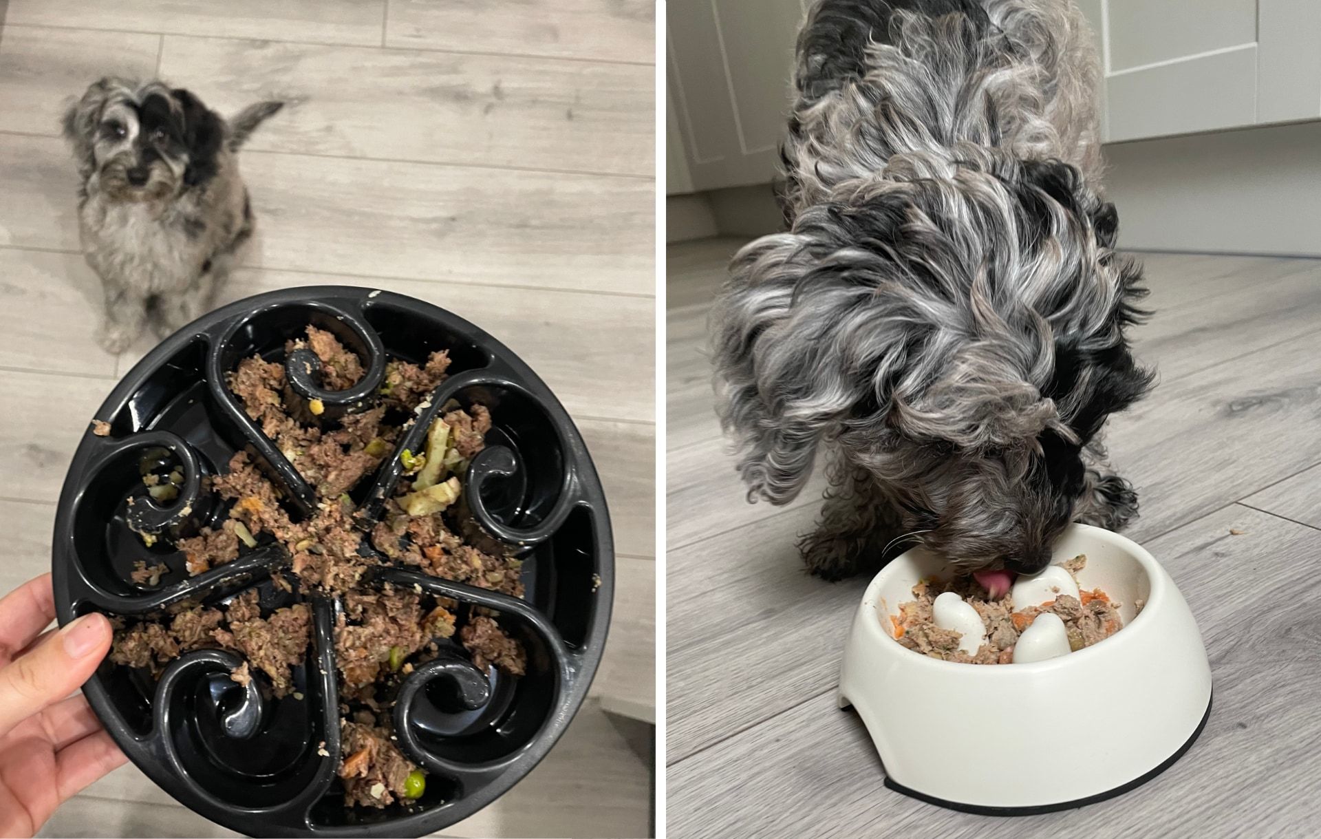 Dog eating Butternut Box