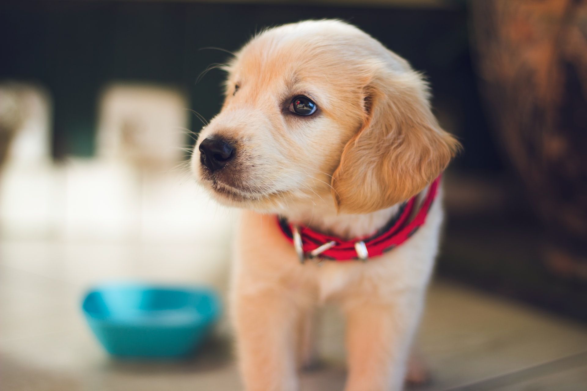 Puppy Size Calculator