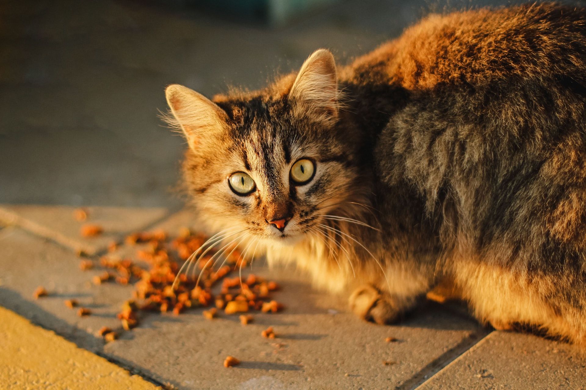 Cat Calorie Requirements Calculator