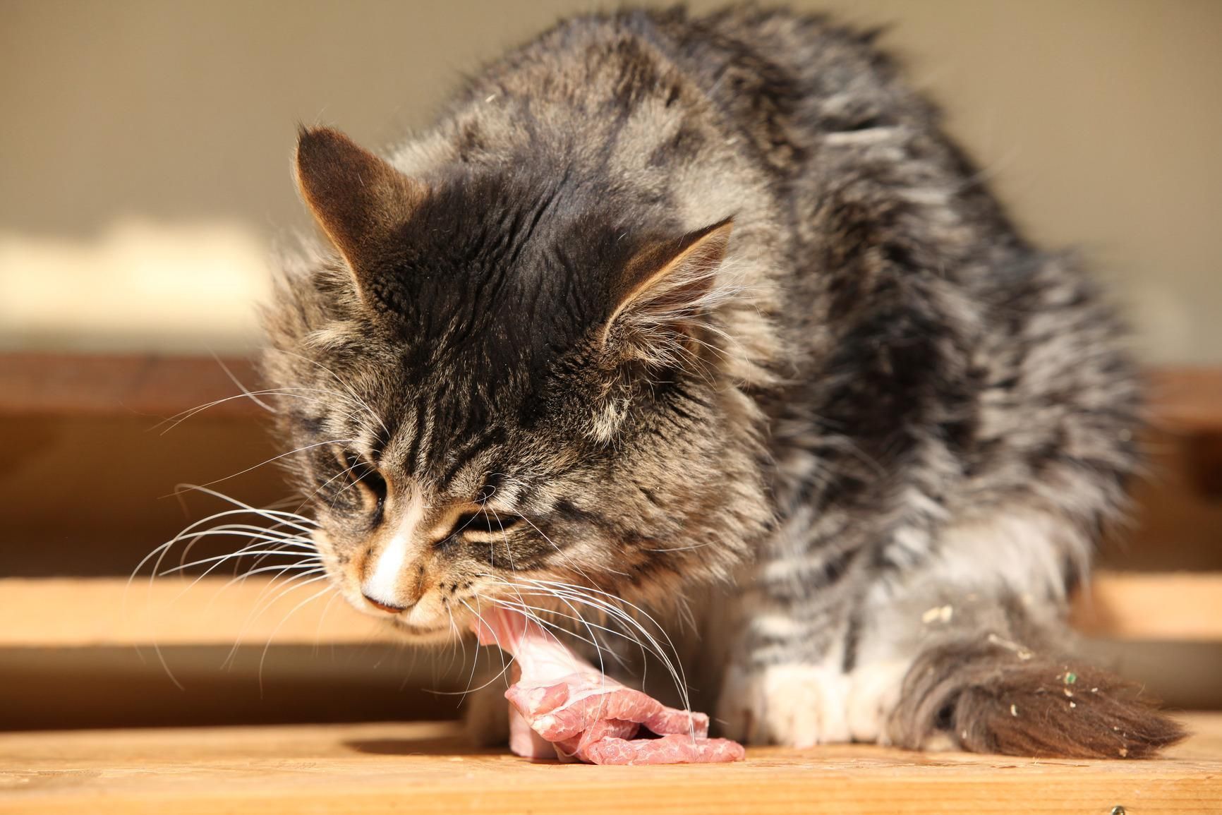 Raw Cat Food Calculator