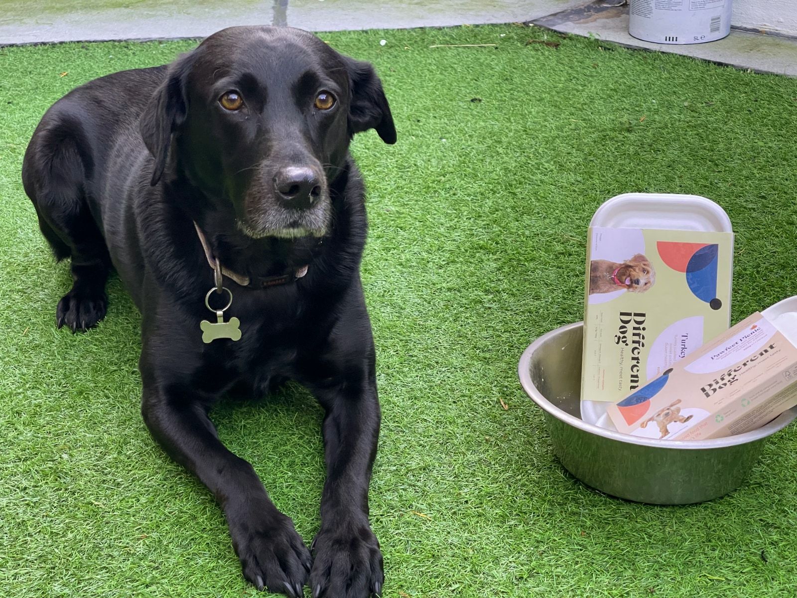 Dog with Different Dog meals