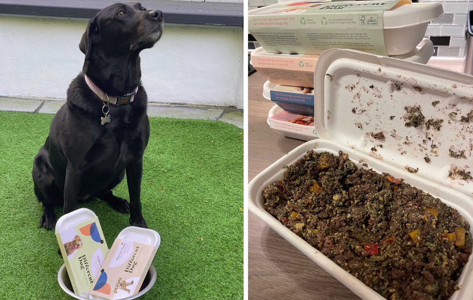Different Dog Shepherd's Pie, prepared and ready to eat