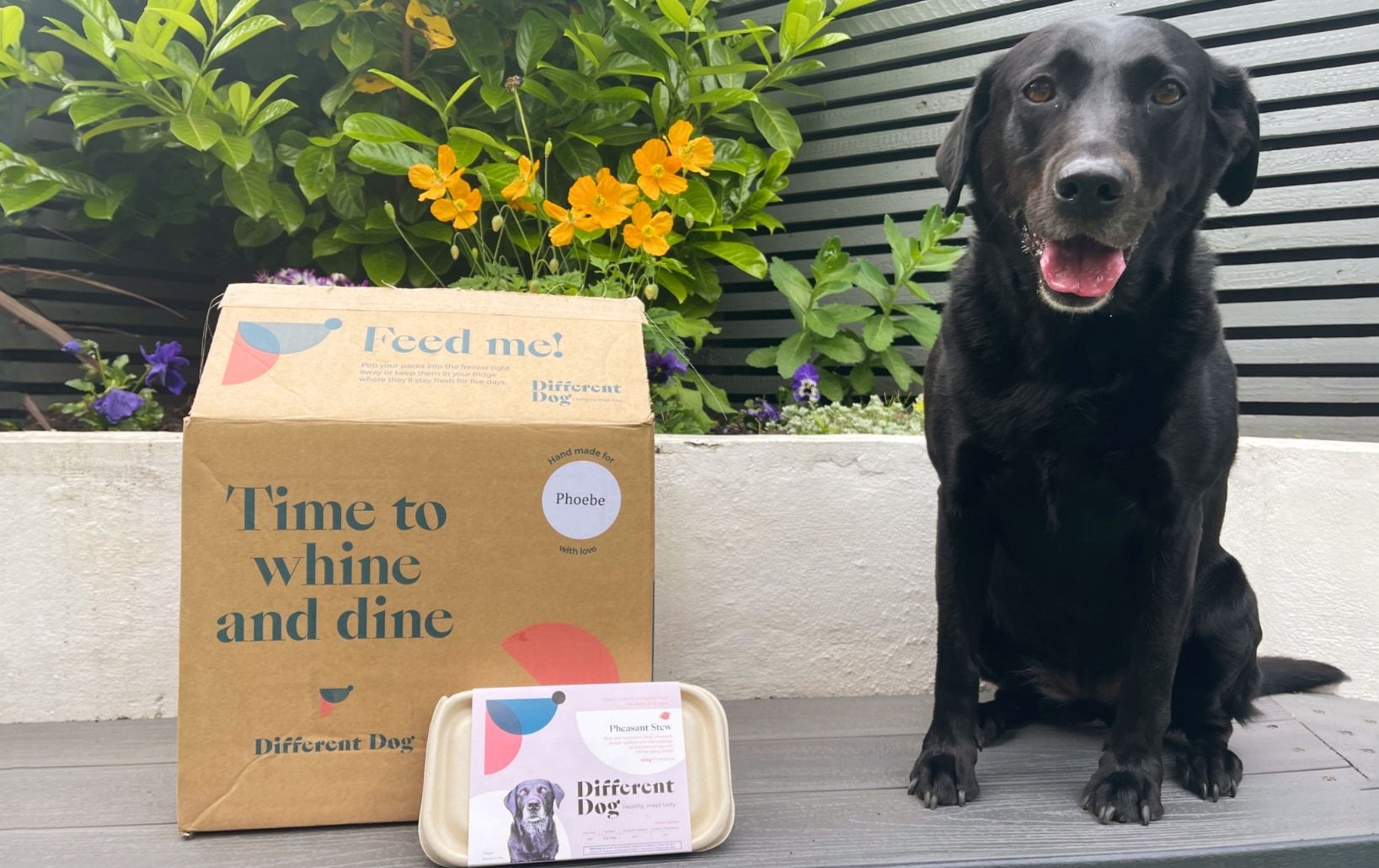 Dog with Different Dog box