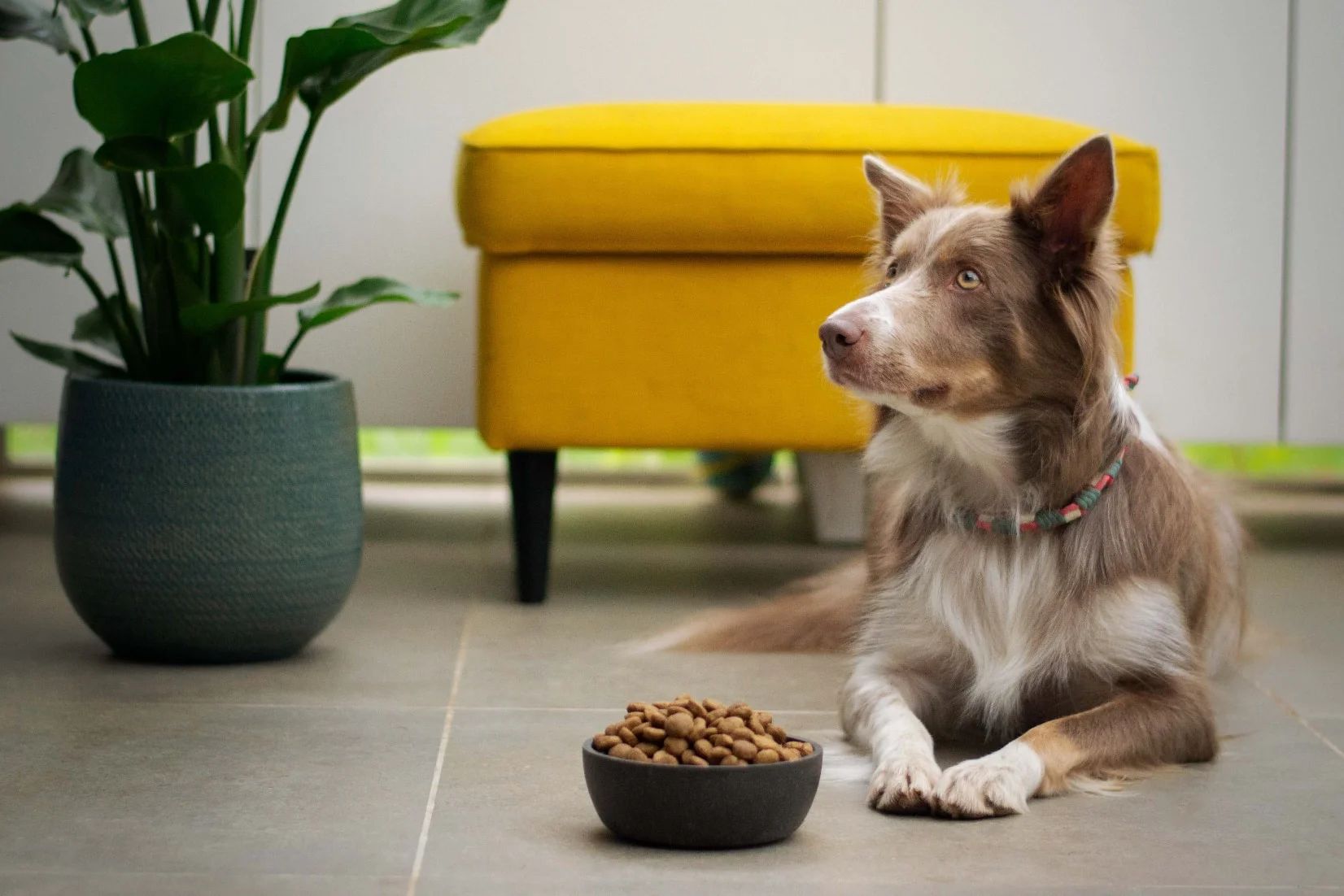 Dog Calorie Requirements Calculator