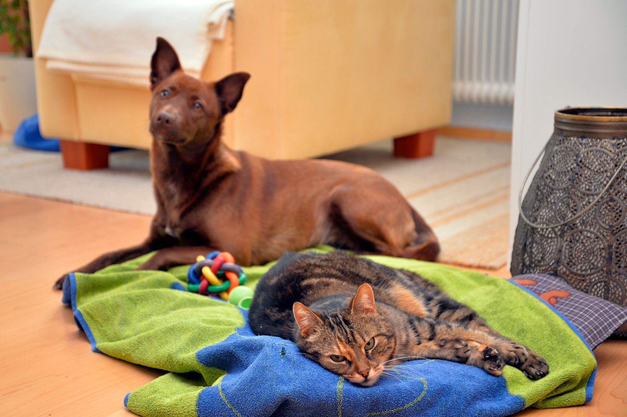 Is There a Catnip for Dogs?