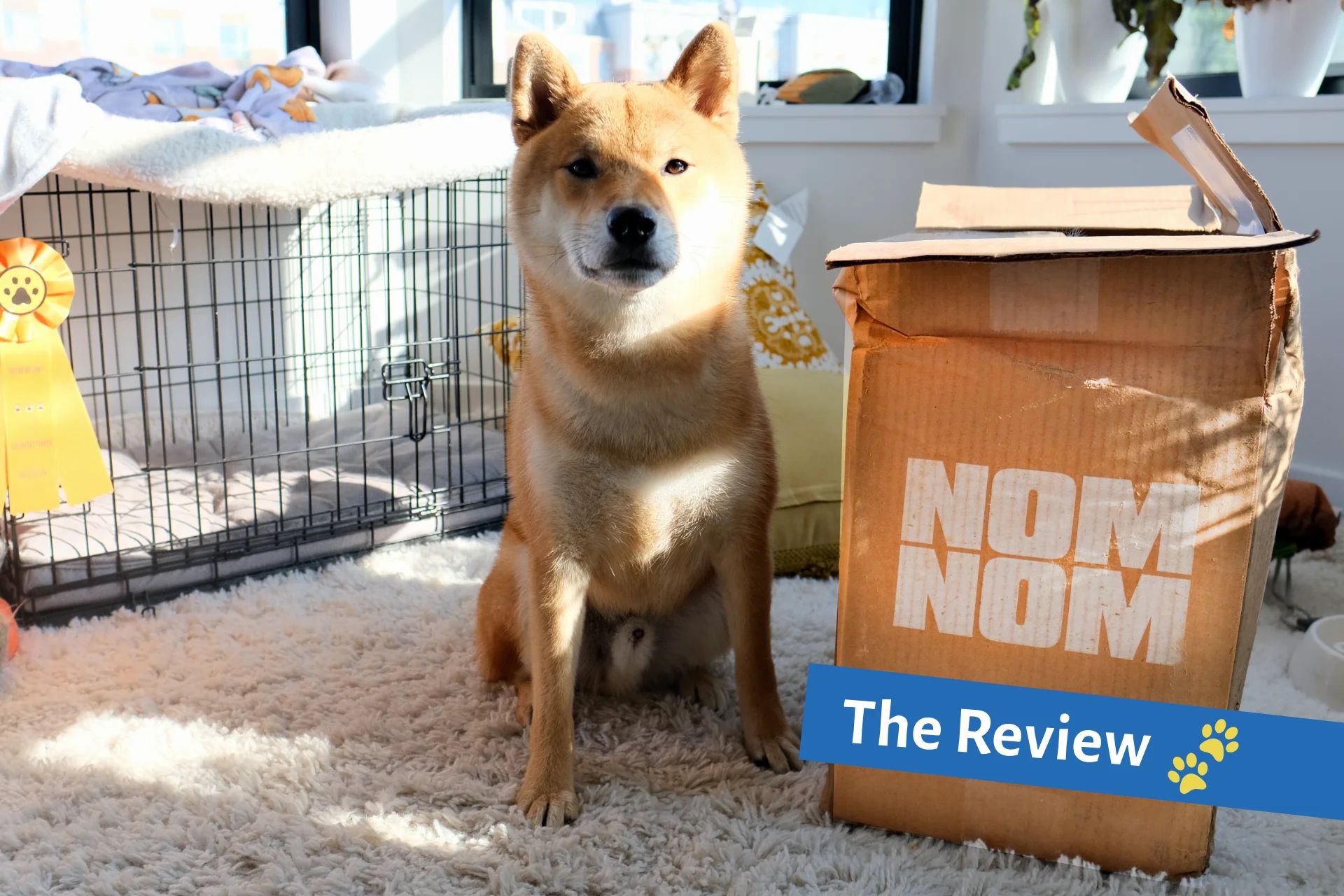 Nom Nom - Fresh Dog Food Review