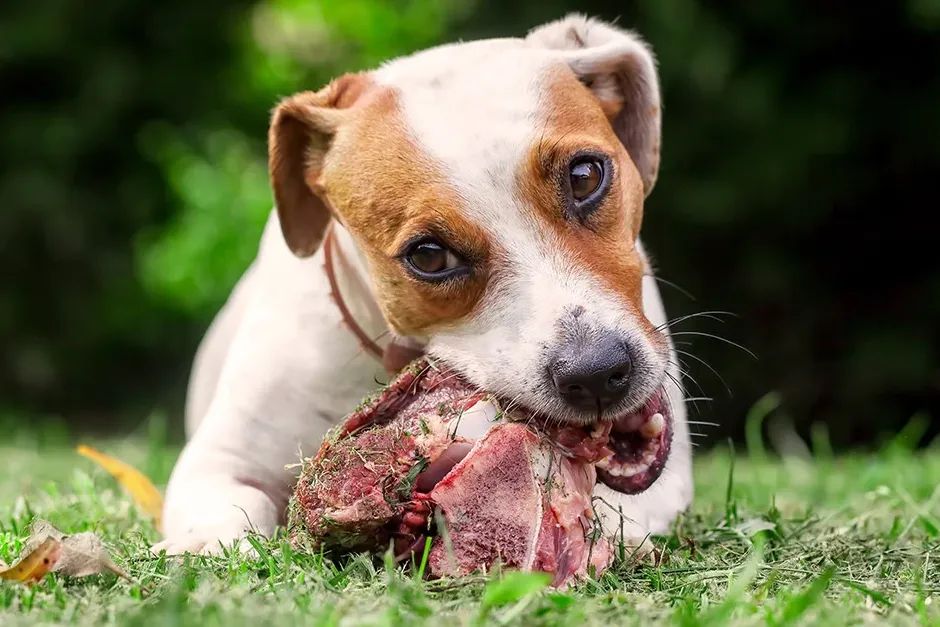 Raw Dog Food Calculator
