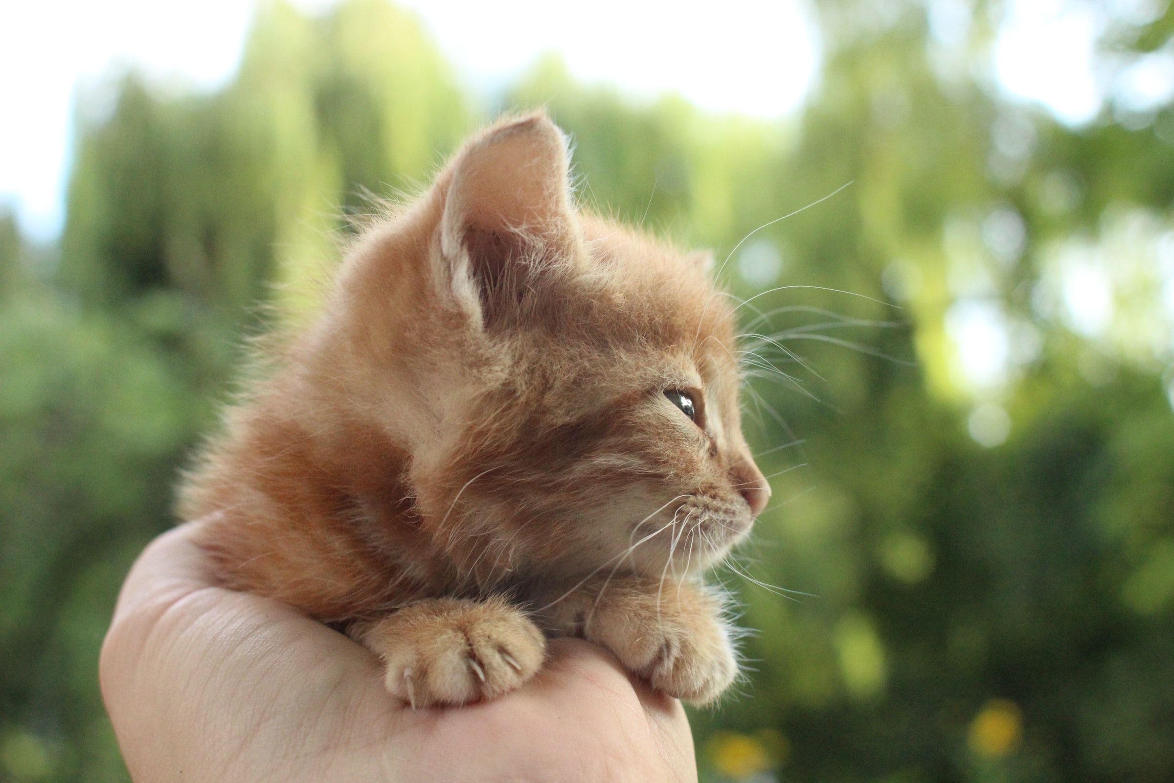 Kitten Size Calculator