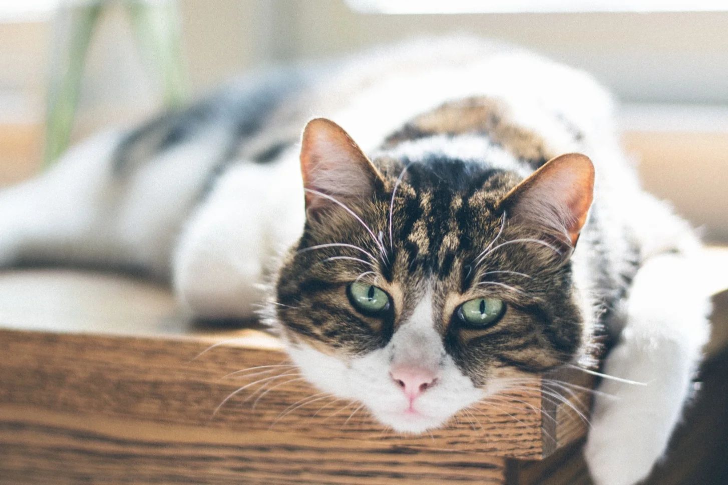 Cat Age Calculator