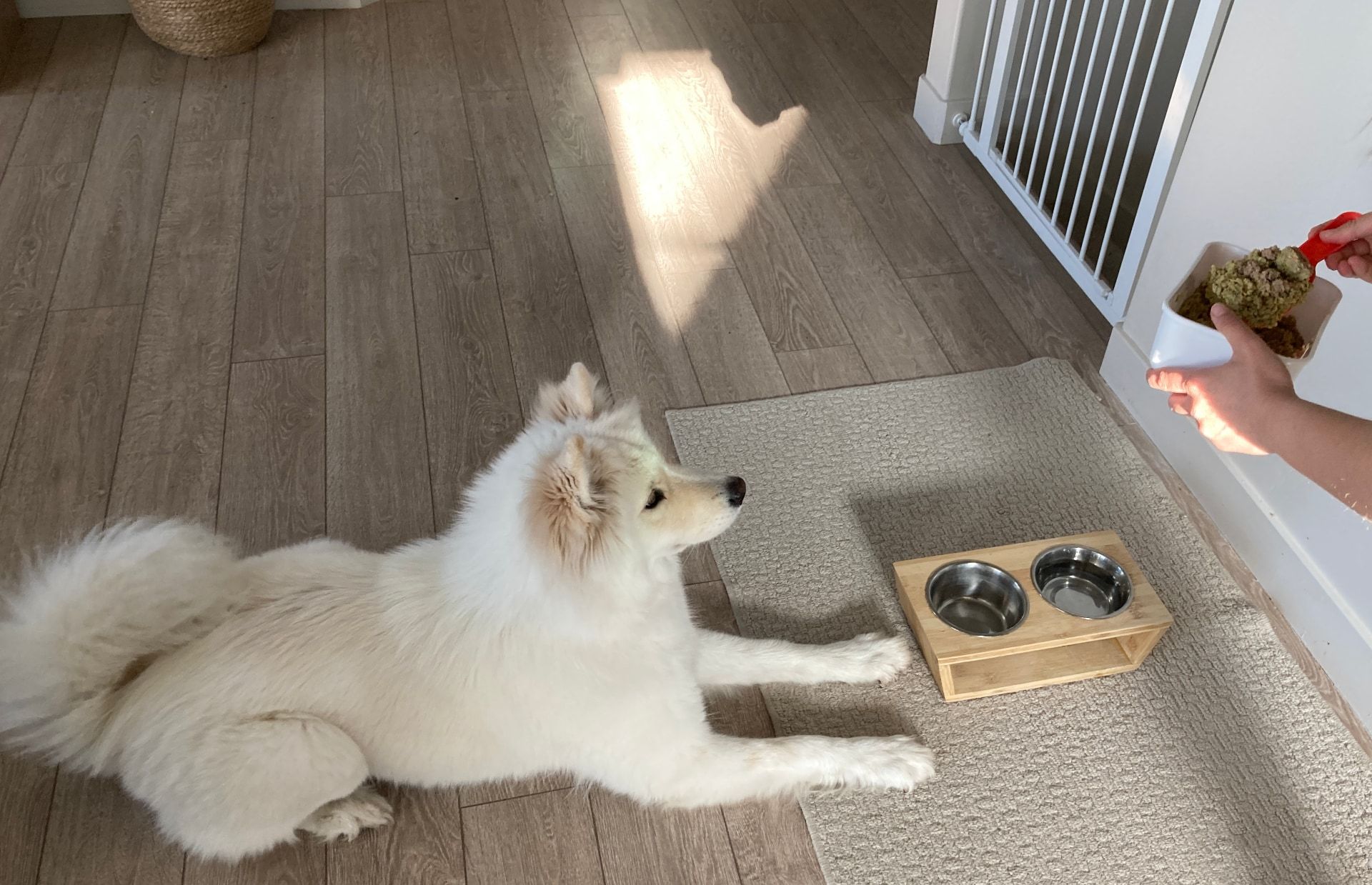 Dishing up Freya's turkey dinner from the Ollie puptainer!