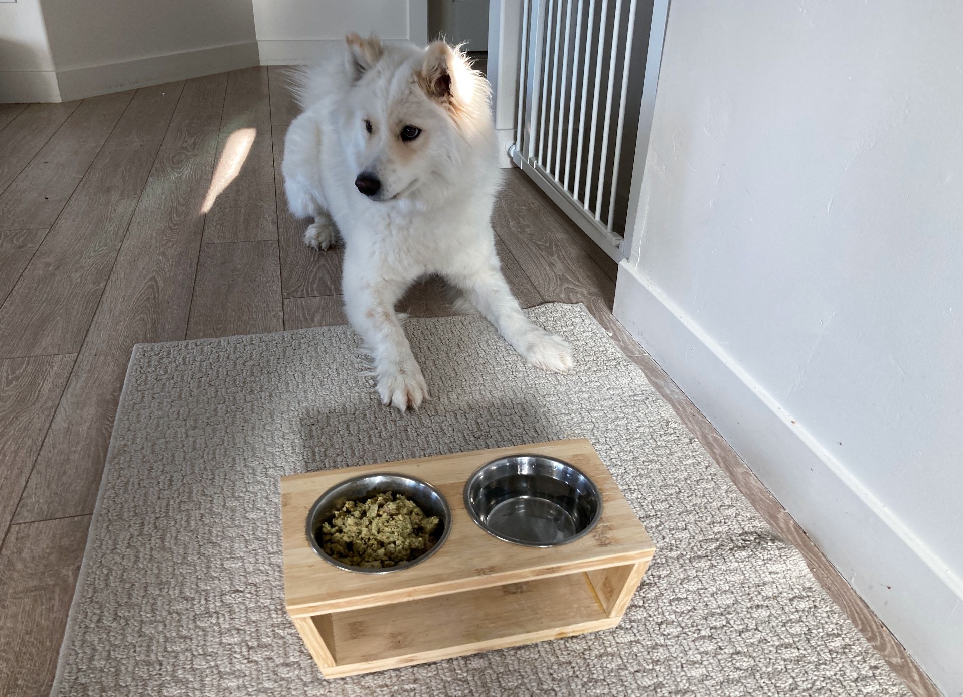 Dog tucking into Ollie dog food