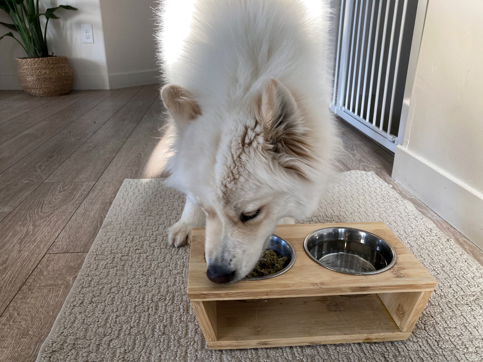 Dog tucking into Ollie dog food