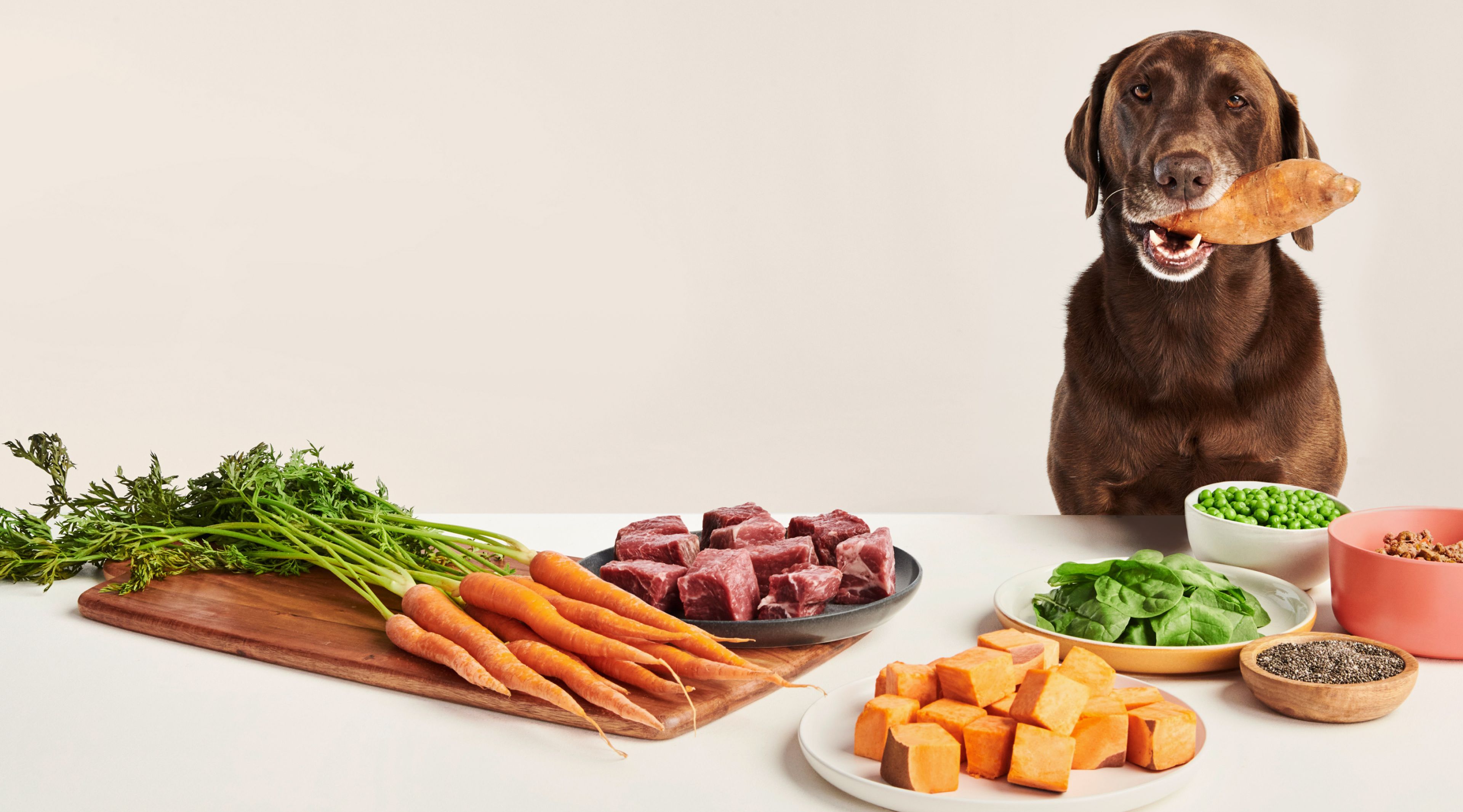 Ollie dog food ingredients