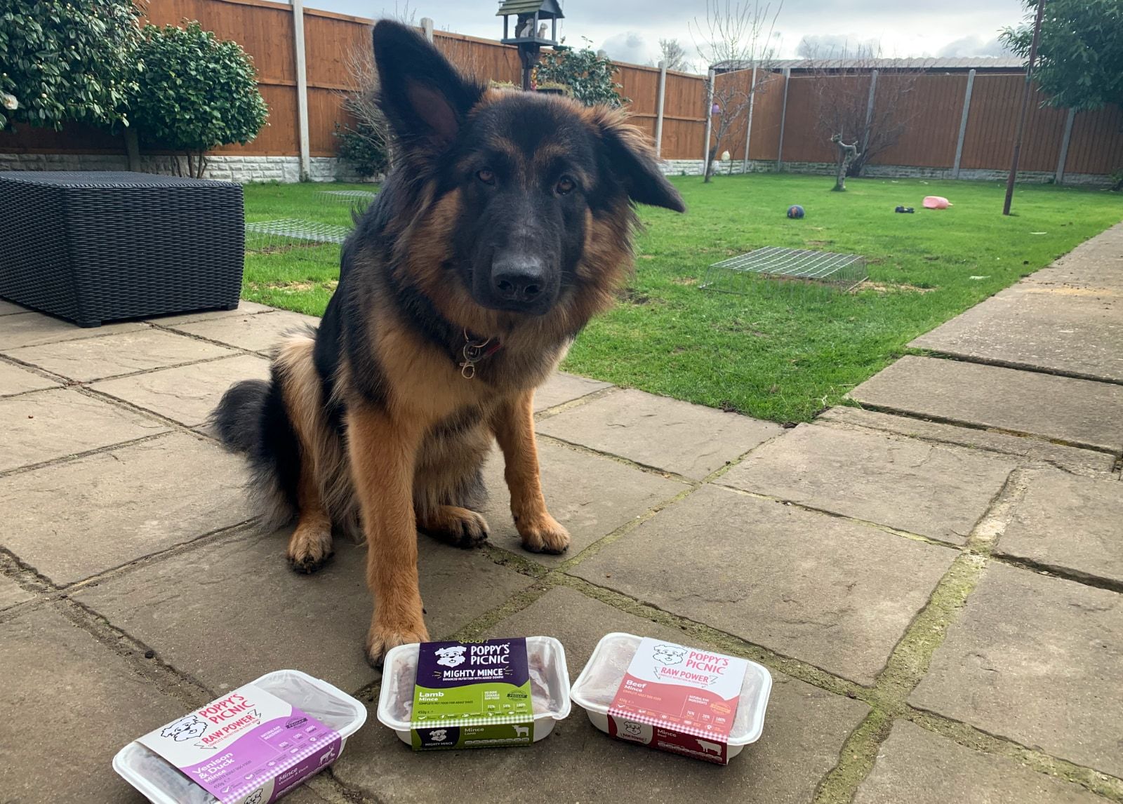 Dog with Poppy's Picnic meals