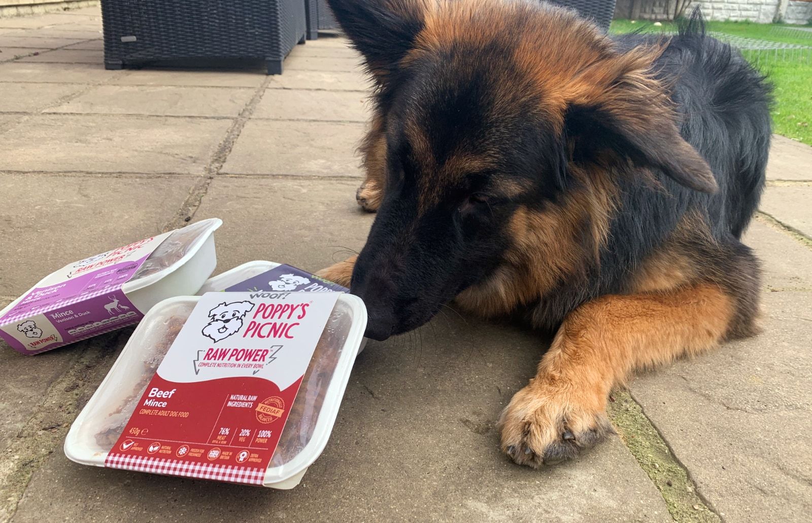 Dog with Poppy's Picnic meals