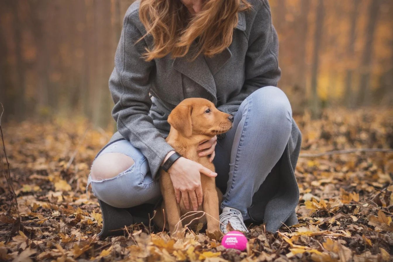 Dog Age Calculator