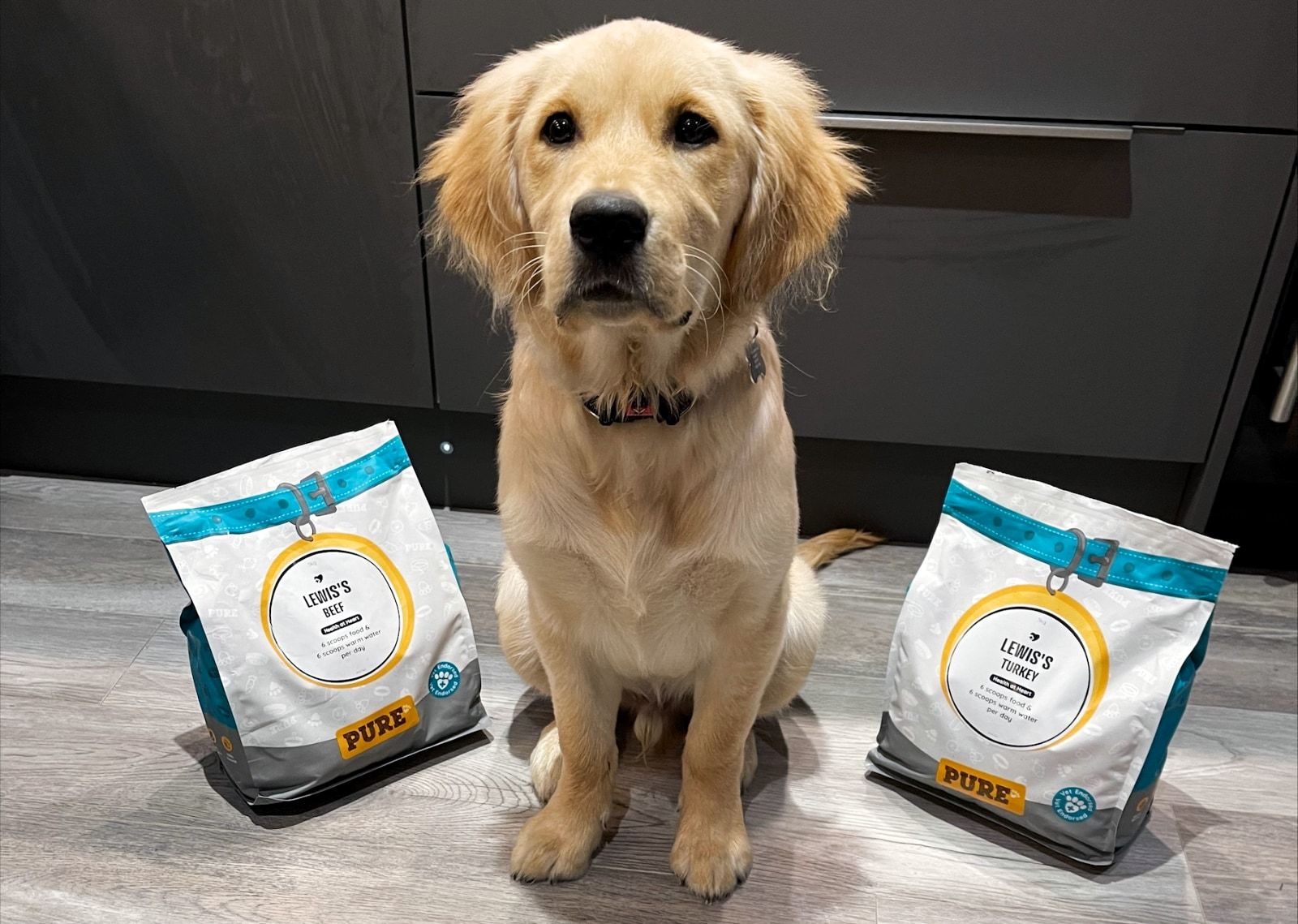 Dog with Pure Pet Food