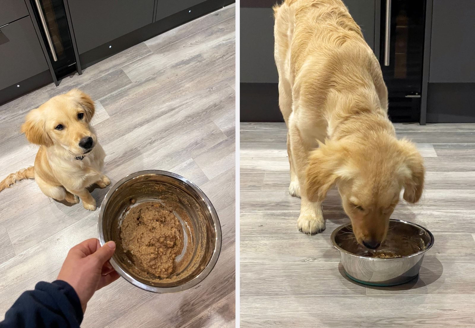 Dog eating Pure Pet Food