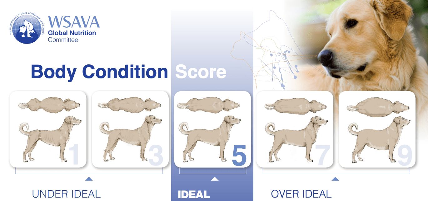 The Body Condition Score guidelines
