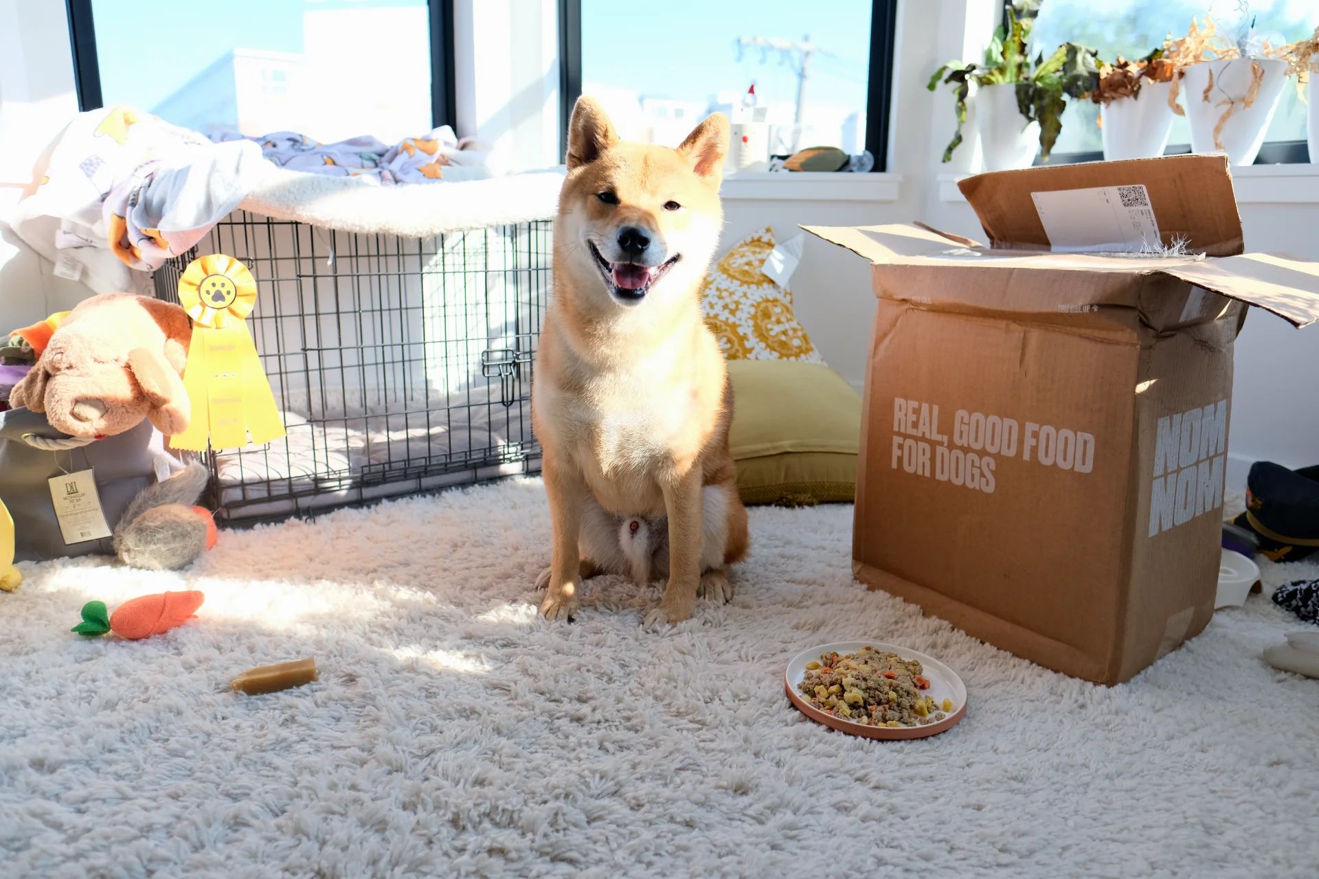 Yuzu the dog with Nom Nom dog food package