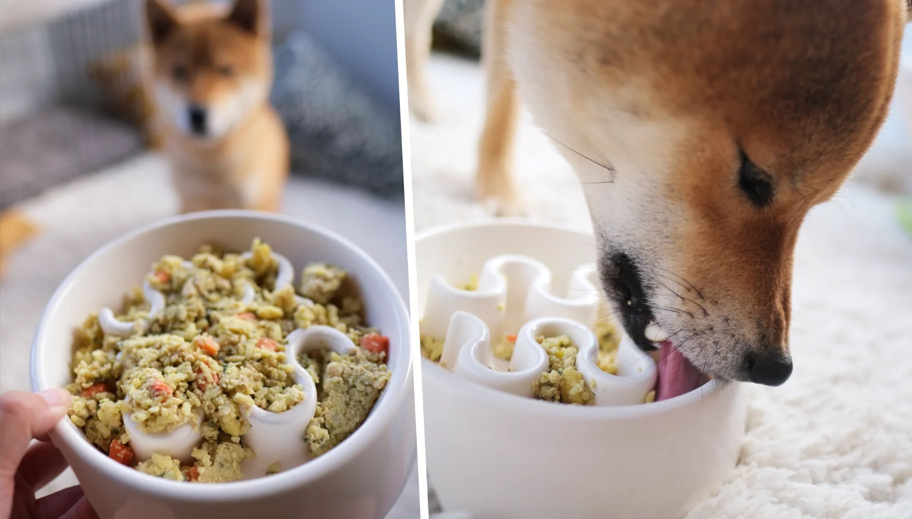 Yuzu tucking into his Nom Nom dog food"