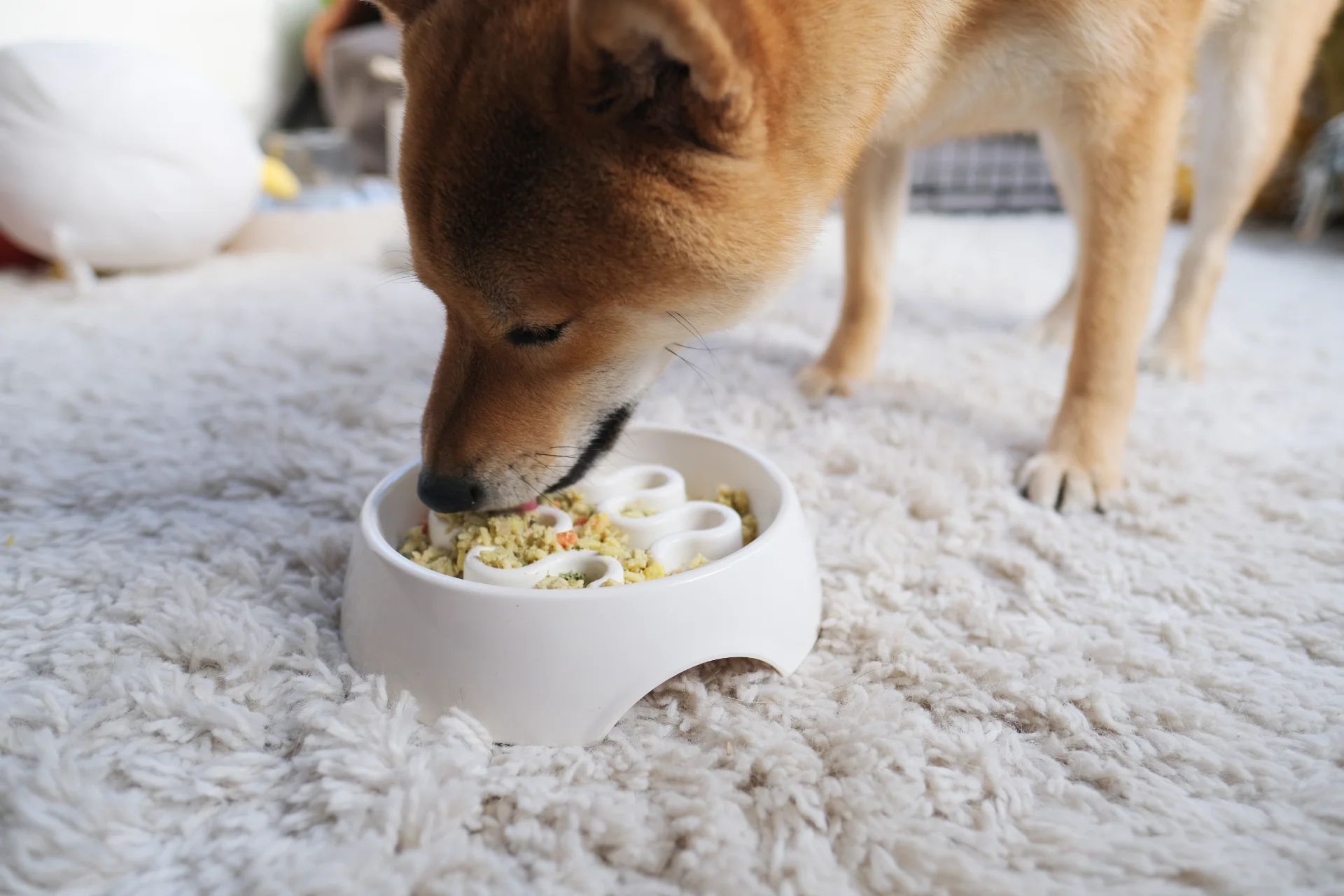 Yuzu tucking into his Nom Nom dog food"