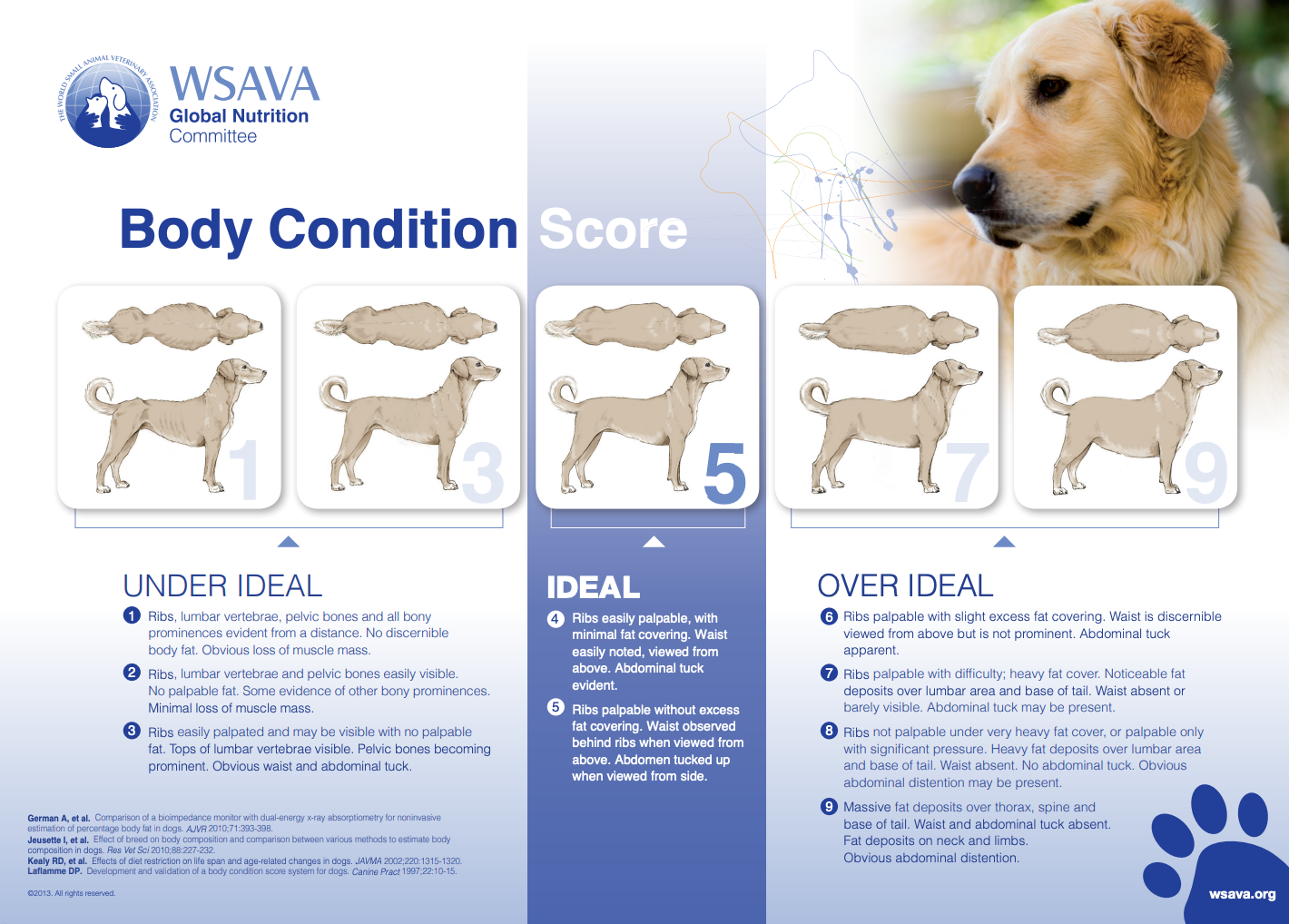 Body condition score dogs
